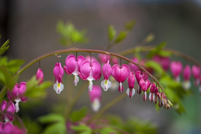 Bleeding Heart